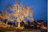 Landscape Lighting Trees Images