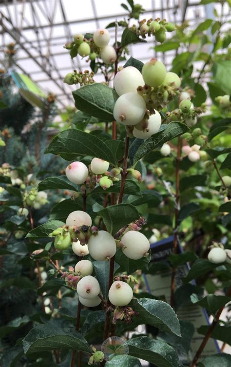 Photo Of The Fruit Of Snowberry Symphoricarpos Charming Fantasy