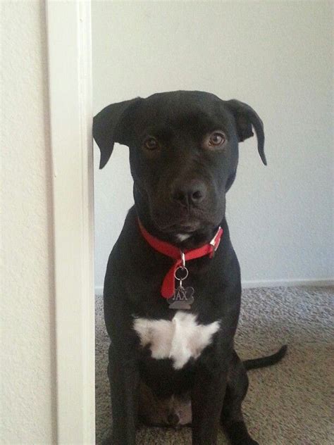 How big will my pitbull mix get? 74 best images about ️Pitbull Lab Mix ️ on Pinterest ...