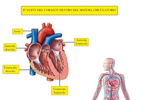¿qué Función Cumple El Corazón En El Sistema Circulatorio