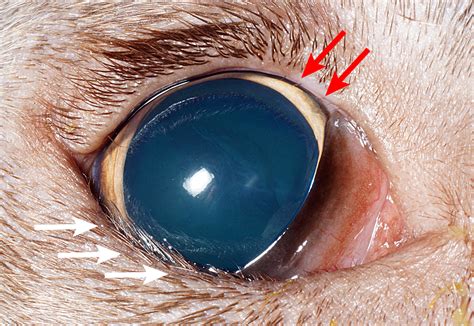 Image Gallery Canine Eyelid Diseases Clinicians Brief
