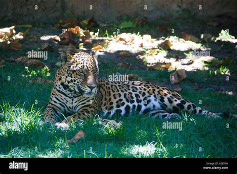 Jaguar Resting On The Shade Stock Photo Alamy