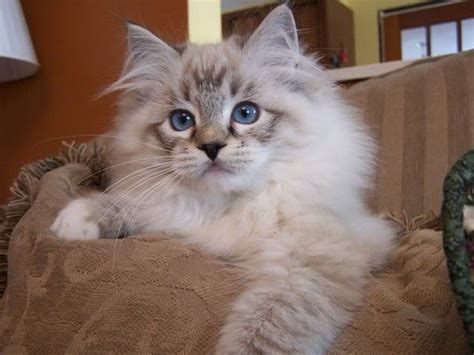 Gorgeous Seal Lynx Point Mitted Ragdoll Kitten Cute Cats Kittens