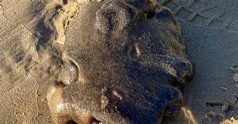 Strange Sea Creature Washes Up On Australian Beach And It Could Be