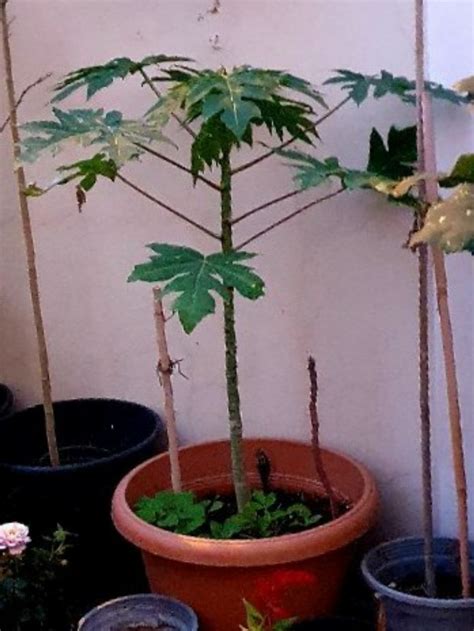 Papaya Plant With Big Pot Qatar Living