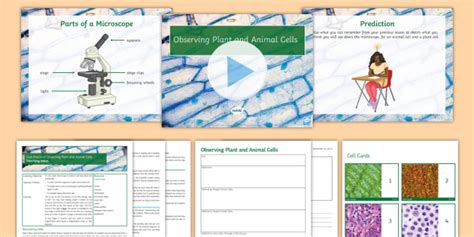 They may be used so that we can show you our advertisements on third party sites, measure the effectiveness of those. KS3 Biology Core Practical: Observing Plant and Animal ...