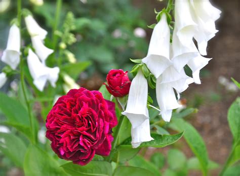 When To Prune Knock Out Roses In North Carolina - When To Prune Knockout Roses In Zone 5