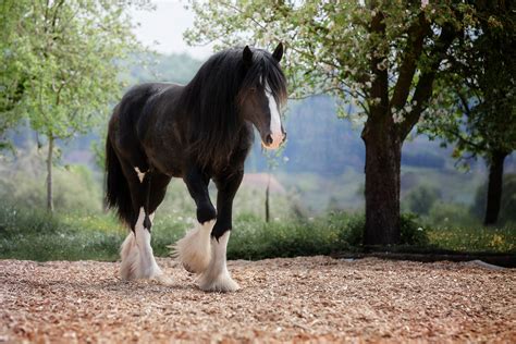 Shire The Tallest Horse Breed In The World Equishop Equestrian Shop