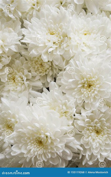 White Chrysanthemum Bouquet Of White Flowers Background For Postcards