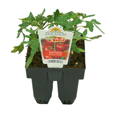 Growfresh Tomato Money Maker Cell Pack Vege Mitre 10