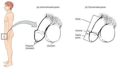 Our labeled diagrams and quizzes on the male reproductive. Male Reproductive System: Overview | Online Medical Library