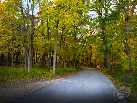 Download and use 90,000+ tree stock photos for free. FREE Forest Path Photo, Tree Canopy Picture, Autumn ...