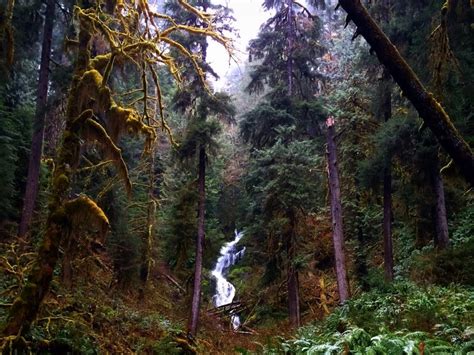 The Magical Rainforests Of Olympic National Park Olympic National