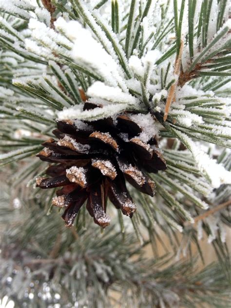 Dusting Of Fresh Autumn Snow On A Ponderosa Pine Cone Colorado Photorator