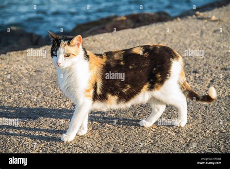 A Pregnant Cat Close To The Sea In A Sunny Day Stock Photo Alamy