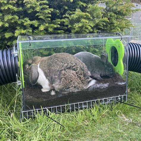 Clear Dig Large Rabbits Habitats Dig