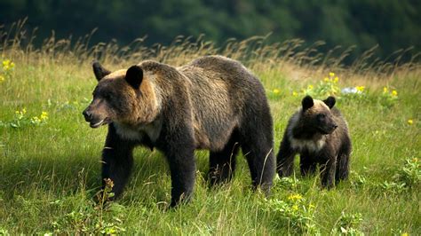 Bbc Two Japan Earths Enchanted Islands Hokkaido The Brown Bears