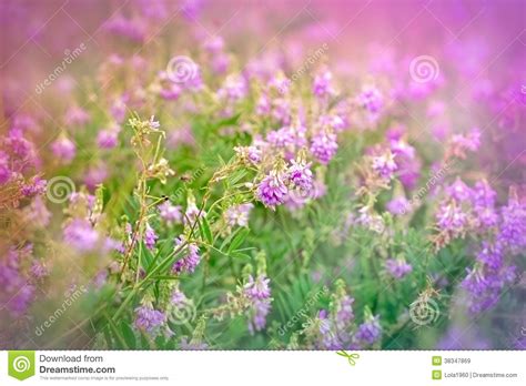 Purple Meadow Flowers Stock Image Image Of Color Outdoors 38347869