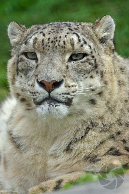 Female Snow Leopard © Female Snow Leopard St Louis Zoo S Flickr