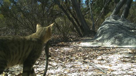 Western Australia To Increase Feral Cat Baiting And Unveil New Poison