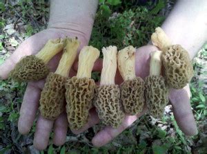 North Carolina Yellow Morel Mushrooms and Other Morels ...