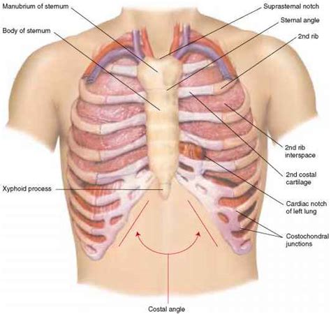 Respiratory muscle training online course: Natomy And Physiol - Physical Examination - Click to Cure ...