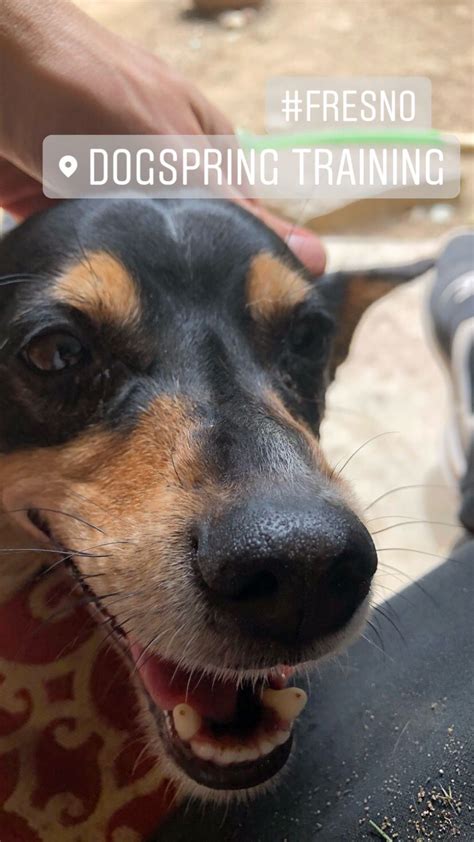 Elisabeth creates a happy, safe and highly rewarding environment for puppies and dogs to learn quickly and efficiently in a caring and playful atmosphere. Dogspring Training | Dog Training Fresno Board and Train ...