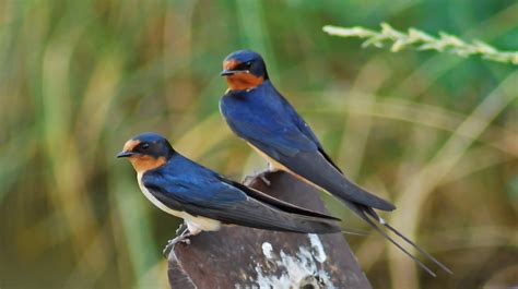 Two Barn Swallows Photo And Wallpaper All Two Barn Swallows Pictures