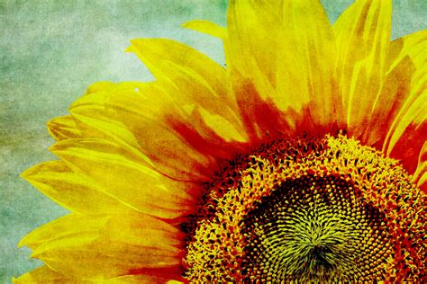 Sunflower Vintage Art Free Stock Photo Public Domain Pictures