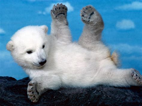 Pozadine Za Desktop Životinje Polarni Medvjed Radi Tjelovježbu