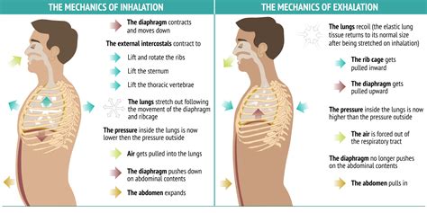Mechanics Of Inhalationexhalation Sequence Wiz