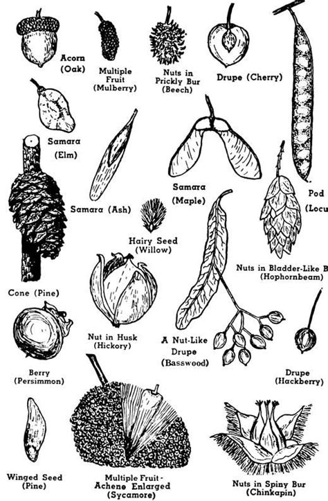 Learn The Basics Of Tree Structure Nature Charts And Seed Pods
