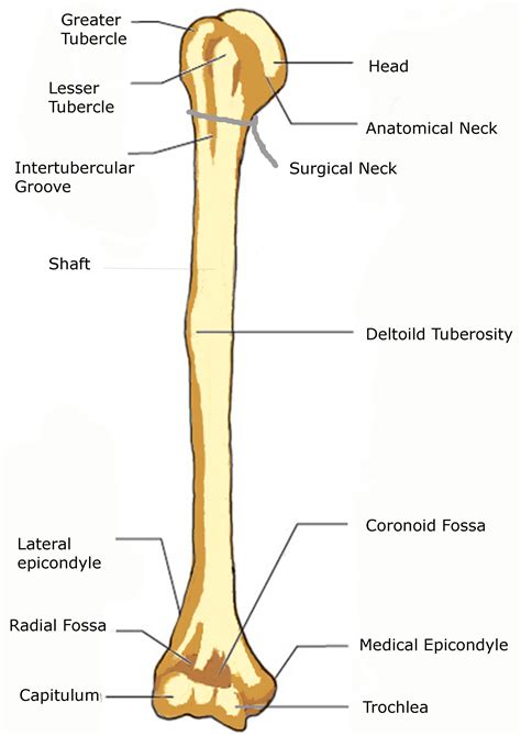 Right Humerus Anterior And Posterior View