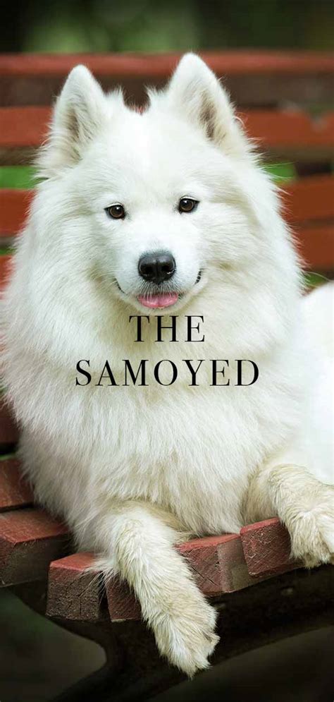 77 Samoyed Height And Weight L2sanpiero