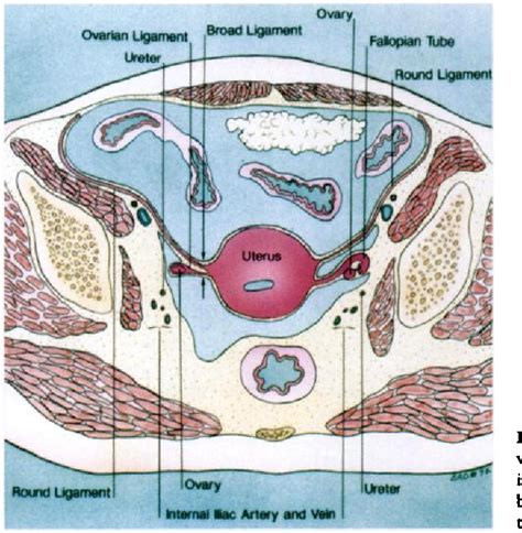 Uterosacral Ligament Of Uterus And Round