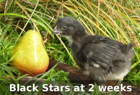 Murray Mcmurray Hatchery 4 Week Old Black Stars