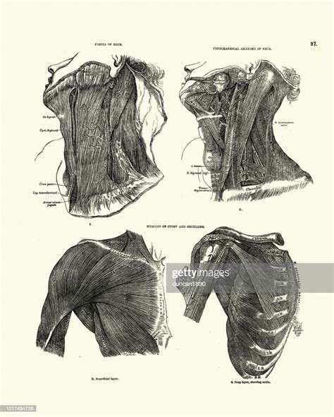 Anatomy Of Neck Fascia Muscles Chest Shoulder Victorian Anatomical