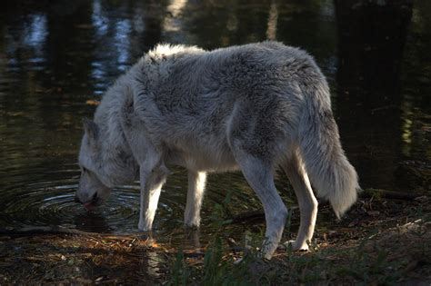 Wolf Drinking Photograph By Randy Morehouse Fine Art America