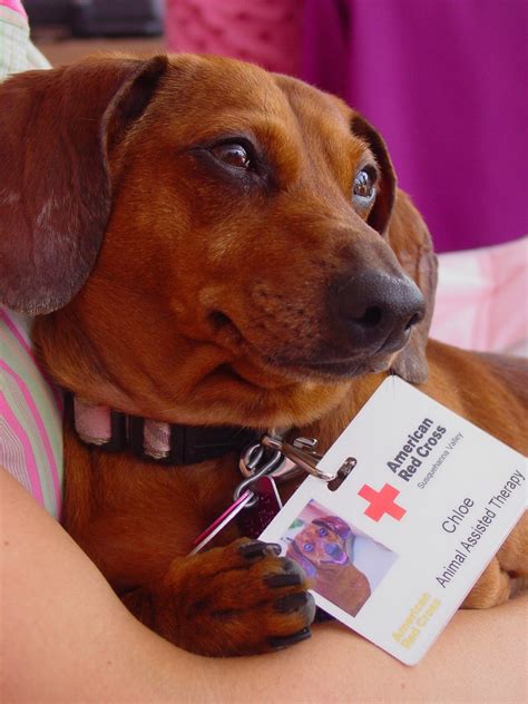 Therapy dogs receive extensive training but have a completely different type of job from service dogs. Tips To Control Shepherd Mix | PennLive.com