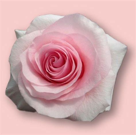 Christa Rose Bloom Flowers