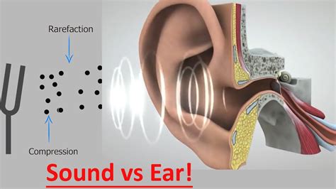 Sound Waves Frequencies And Human Hearing Explained Youtube