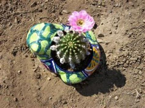 Your christmas cactus may bloom on it own, but if not, here's what to do. A Cactus Flower Blooms for Only One Day