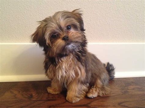 How long do shorkies live? Top 17 Tips for Future Shorkie Owners