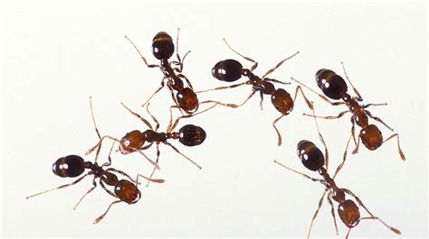 How To Identify And Control Ants