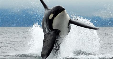 Vancouver Island Whale Watching Highest Orca Sightings British Columbia