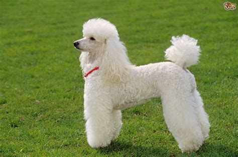 Miniature Poodle Dog Breed Information Buying Advice Photos And Facts
