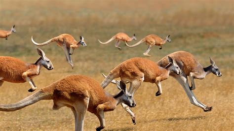 Red Kangaroos Jumping Bing Wallpaper Download