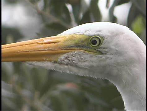 A White Bird With A Yellow Beak Stares Off Into The Distance Stock