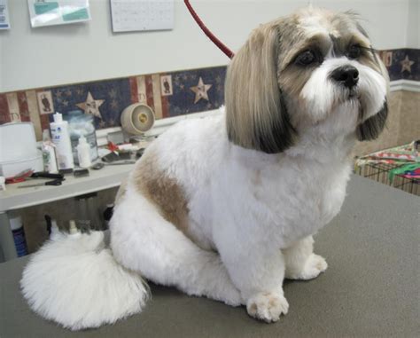 Top 6 Shih Tzu Haircuts Shih Tzu Haircuts Shih Tzu Puppy Dog Grooming