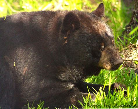 Taken At Okefenokee Swamp Park In Waycross Ga Black Bear Waycross Park